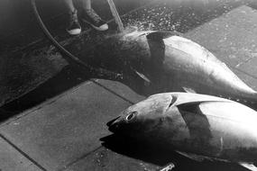 big fish