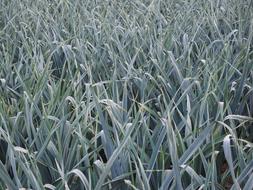 green spring grass