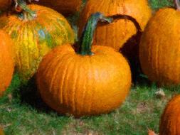 bright pumpkins on grass