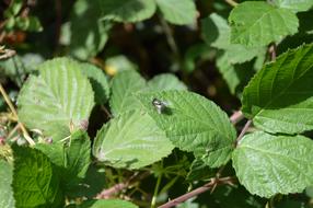 fly in the wild