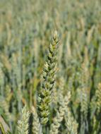 grain spikes