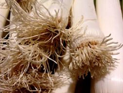 Leek, fresh Vegetables with roots close up