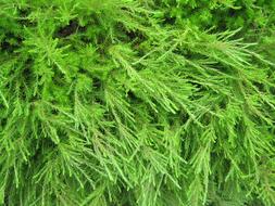 Shrub Leaves Nature