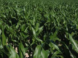 field of corn is green