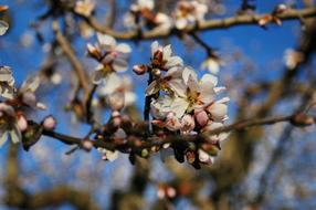 Almond Tree Nature