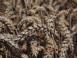 Wheat Spike Cereals