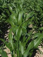 farmer corn