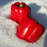 peppers in snow