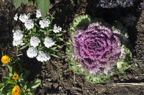 flowers from the top