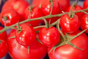 Tomatoes Vegetables Food
