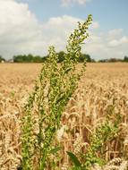 beautiful summer field