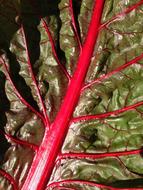 red leaf stalk