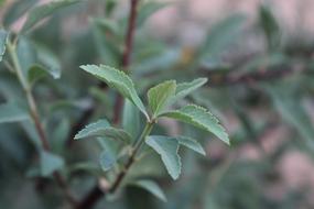 Green stevia leaves