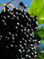 Black Elderberry Sambucus Nigra