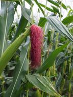 red corn fruit
