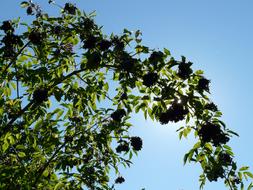 leaves on branch in sunshine