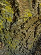 tree moss forest