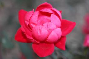 Rose Floral Plant