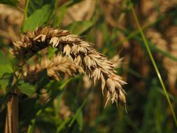 wheat ear in grass