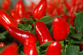 red vegetables peppers
