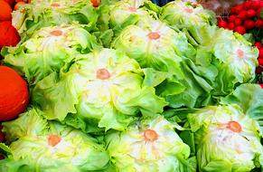 ripe green cabbage