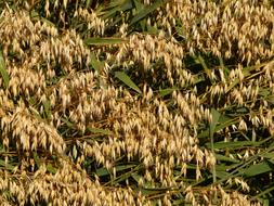 Field Oats Oat