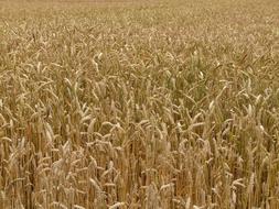 fragrant wheat field
