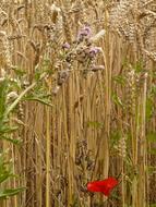 flowers near ears of wheat