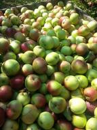 ripe apple crop