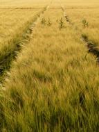 footprints in a field of wheat