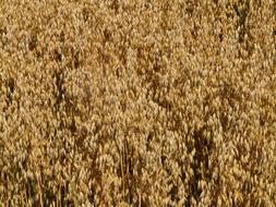 arable oats