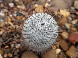 thorny plant