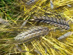 Close up of an ear of wheat