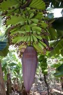 Tropical bananas on tree