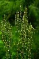 Sorrel blooms in spring