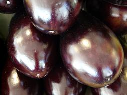 healthy eggplants