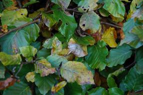 Beech Leaves Plant