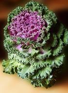 cauliflower fruit