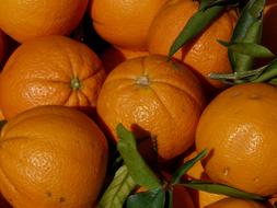 sweet oranges
