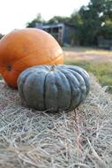 sweet pumpkin fruit
