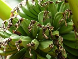 green sweet bananas