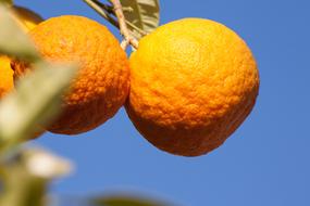 sweet mandarins on tree