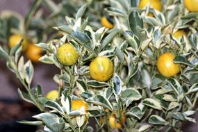 citrus tree