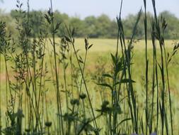 Grass Field Nature