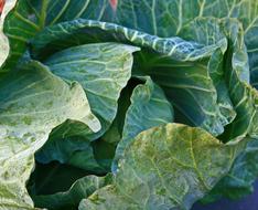 green cabbage in the field