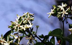 flower blossoms on tree