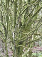 moss on tree in the woods