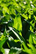 fresh grass in garden
