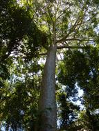 long pole of wood