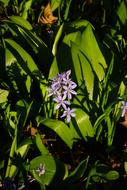 fragrant flower in leaves